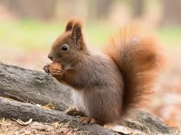 Kterak jsme si hráli na veverky